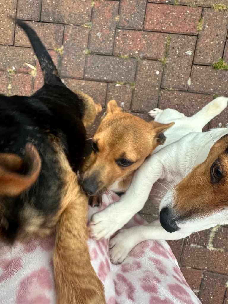 Cross between Chihuahua and Jack Russell