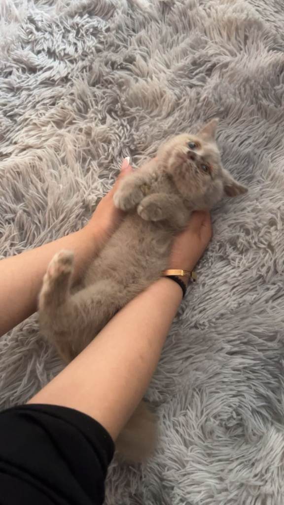 Beautiful BSH (Lilac) needs REHOMING