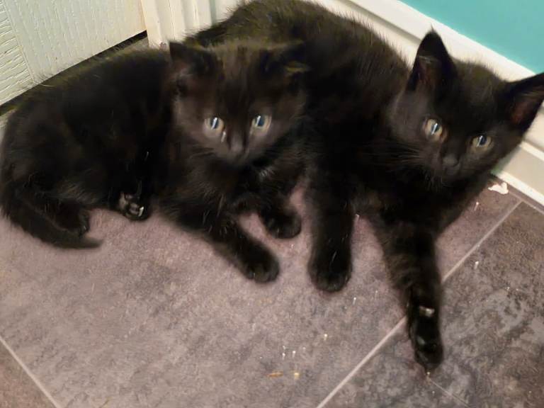 2 beautiful black kittens