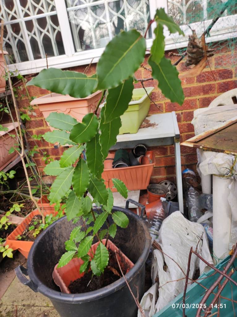 Bay tree (potted)