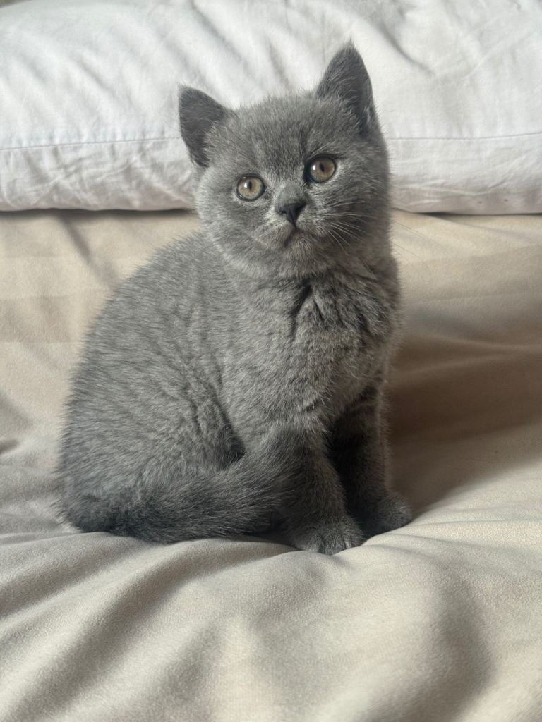 Beautiful British short hair kitten