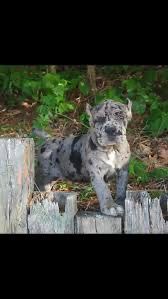 Female dogs