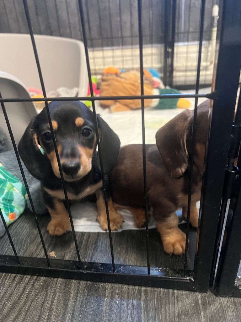 🐾adorable miniature dachshunds looking for forver homes🐾