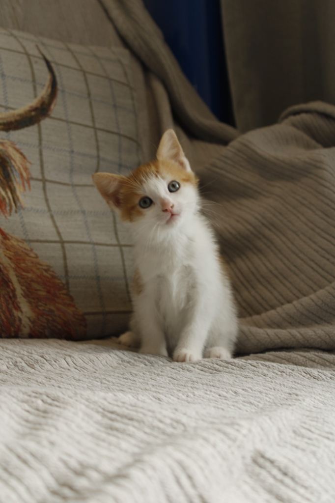 Kittens 