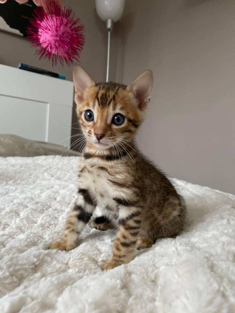 Bengal kittens
