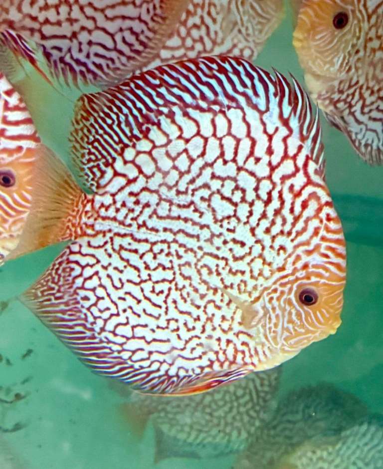 Big Discus 
