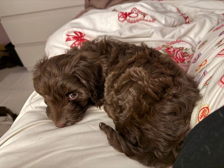 Last one ready now!  Beautiful Chocolate Cockapoo Puppies