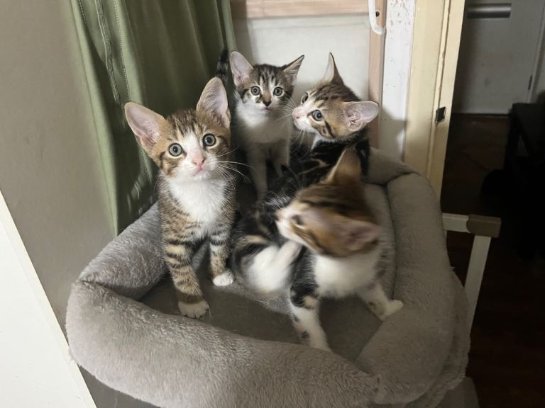 4 Kittens (2 male and 2 female) 