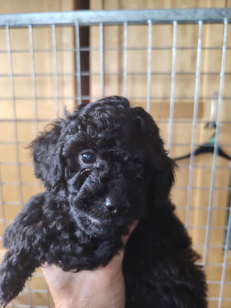 Toy poodles