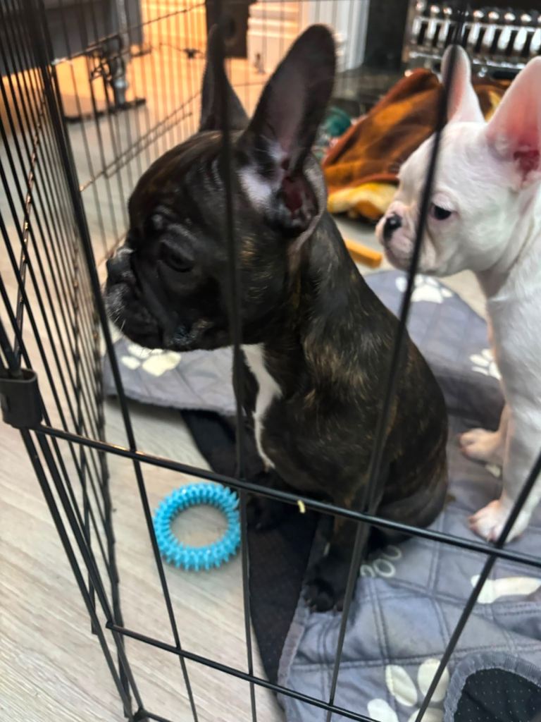 Beautiful French bulldog puppy for sale 1 girl left