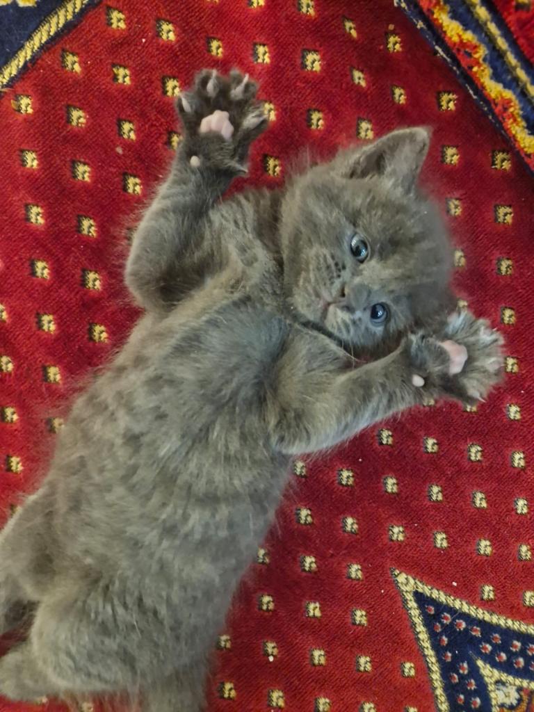 3 kittens for sale 