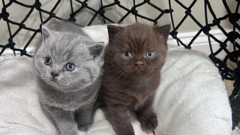 Stunning British Shorthair Kittens