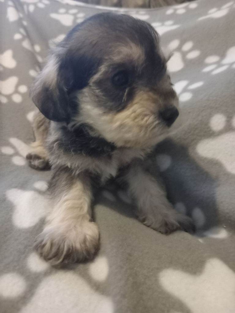 TOY SHNOODLES READY 21ST DEC