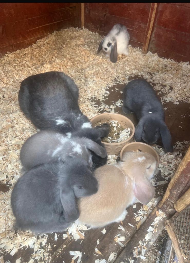 Baby Rabbits For Sale 