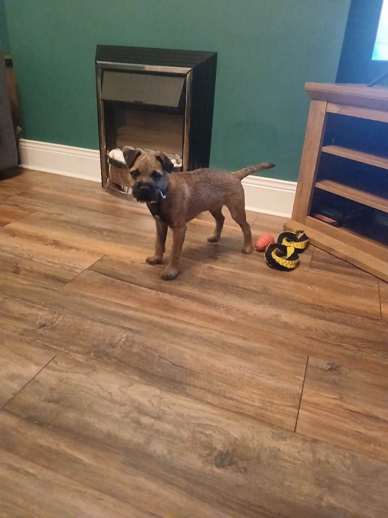 5 month old border terrier