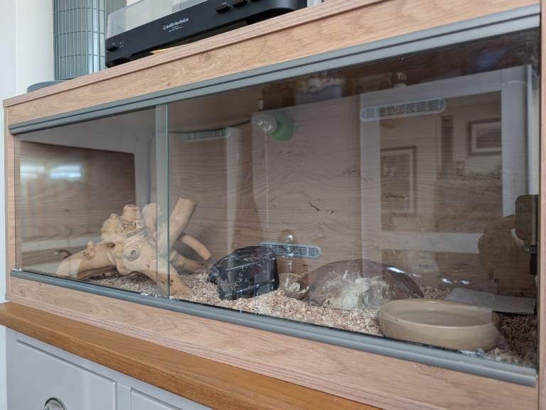 3ft Vivexotic Vivarium with Mature 3ft Corn Snake