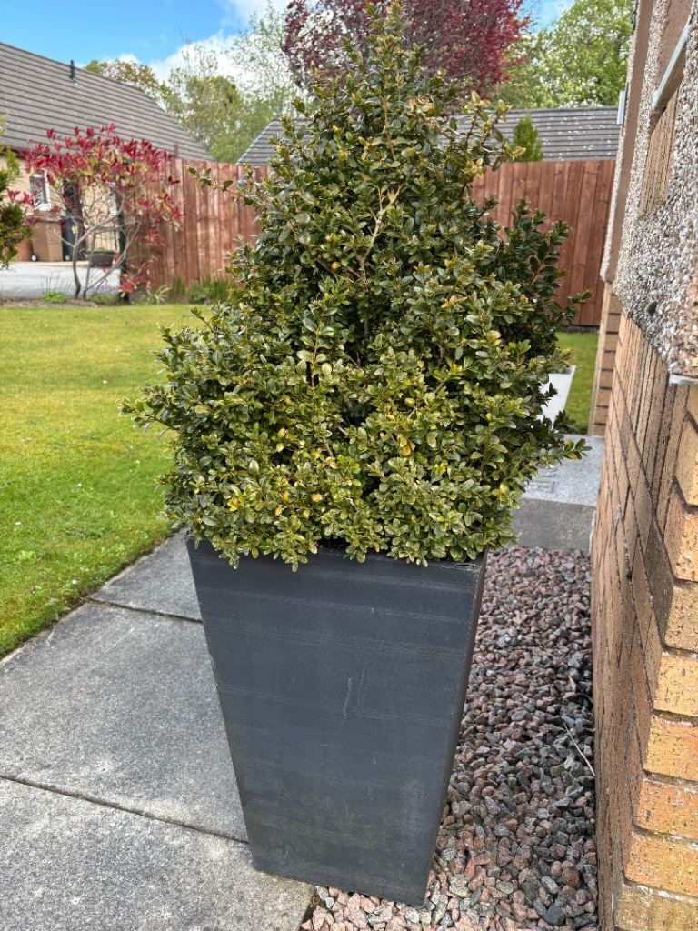 Pot plants