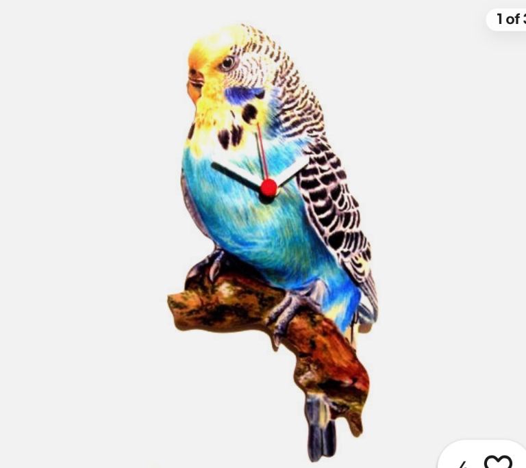 Budgie 