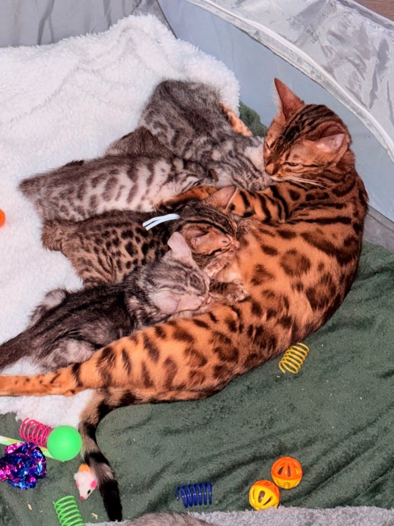 Bengal Kittens- Beautiful Rosettes- Family Raised
