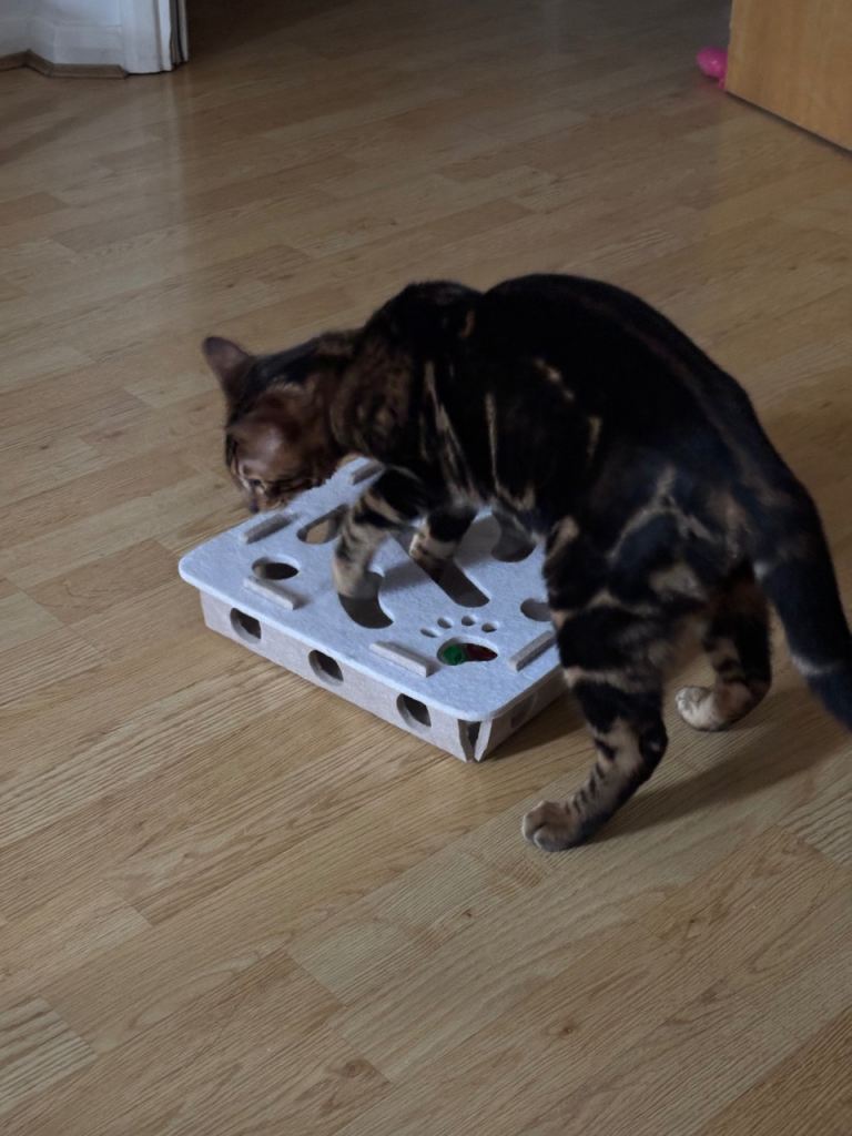10-Month-Old Bengal Kitten for Sale – £250