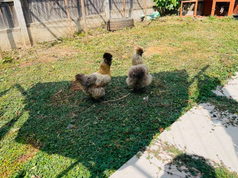 🐔 2 Silkie Hens + Coop – £60