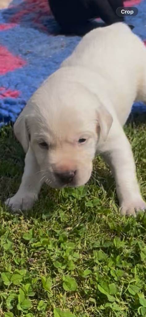 Labrador puppies