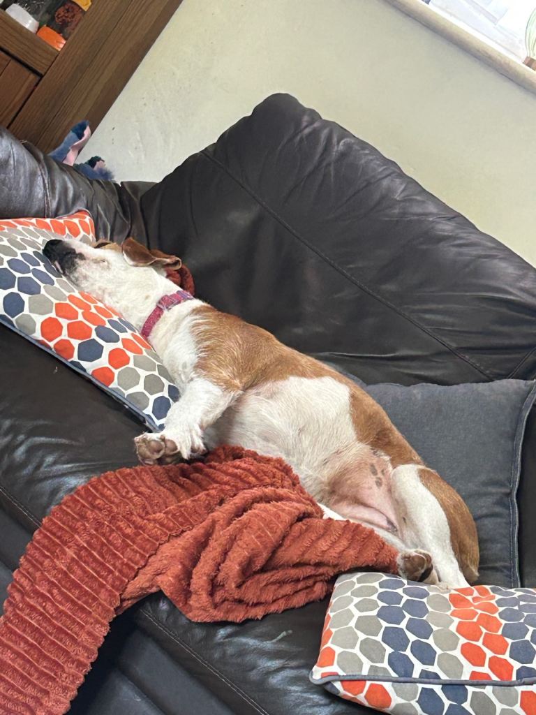 Jack Russel cross beagle 