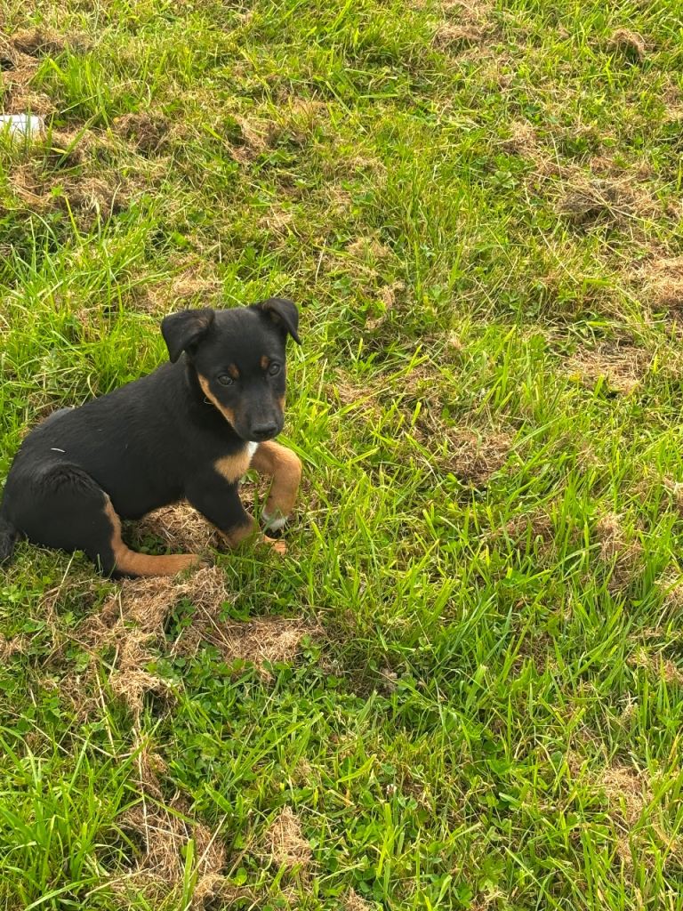 Jack Russell‘s 