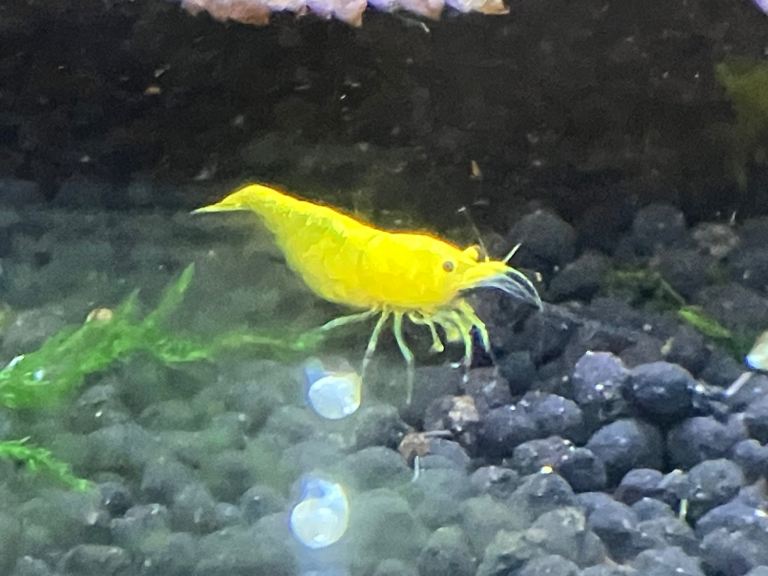 Yellow cheery shrimp