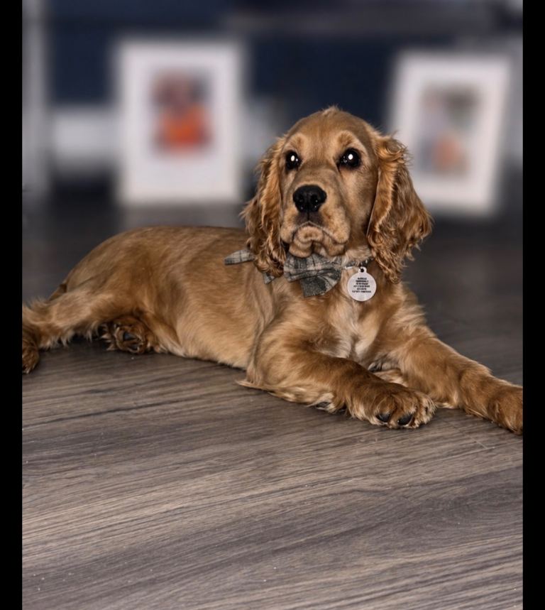 Cocker spaniel pup 
