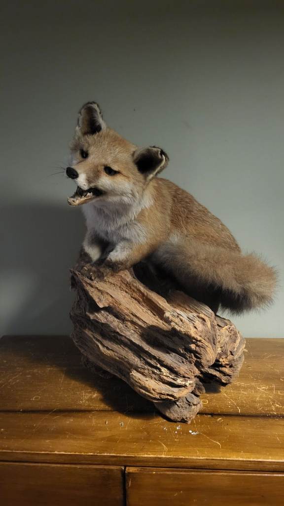 Taxidermy fox