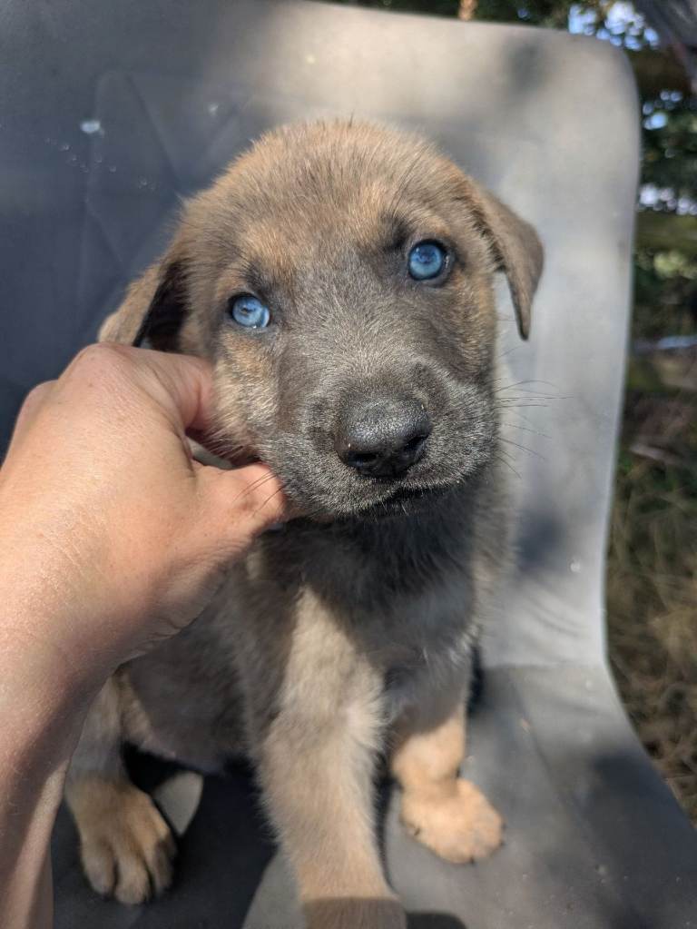 Rottweiler x boerboel puppies