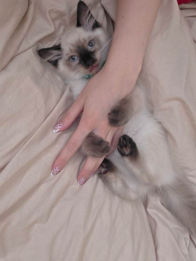 Ragdoll kittens 