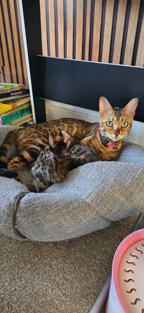 Pure bengal kittens 