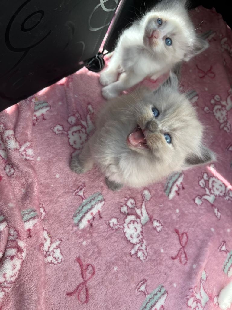 Beautiful mink & traditional ragdoll kittens 