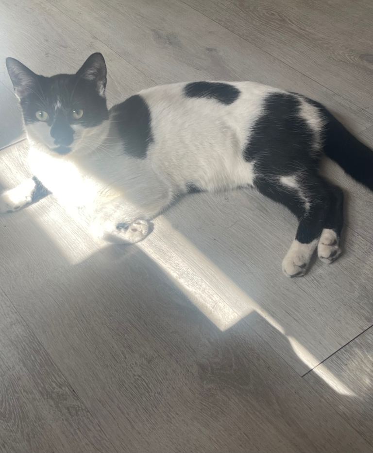 2 Young Male cats for Rehome