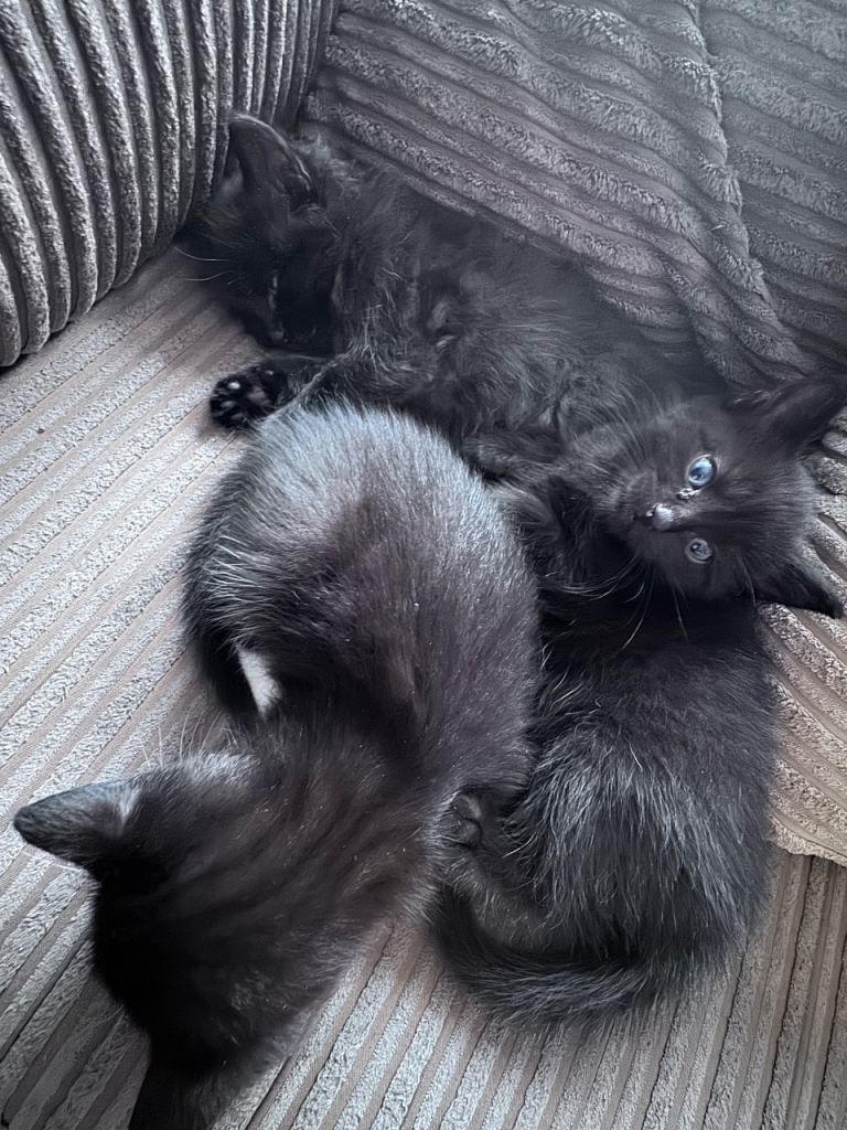 Kittens looking for their forever home 