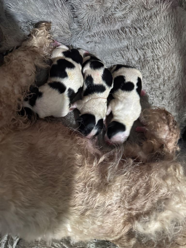 SOLD 2 x male Shih Tzu puppies for sale