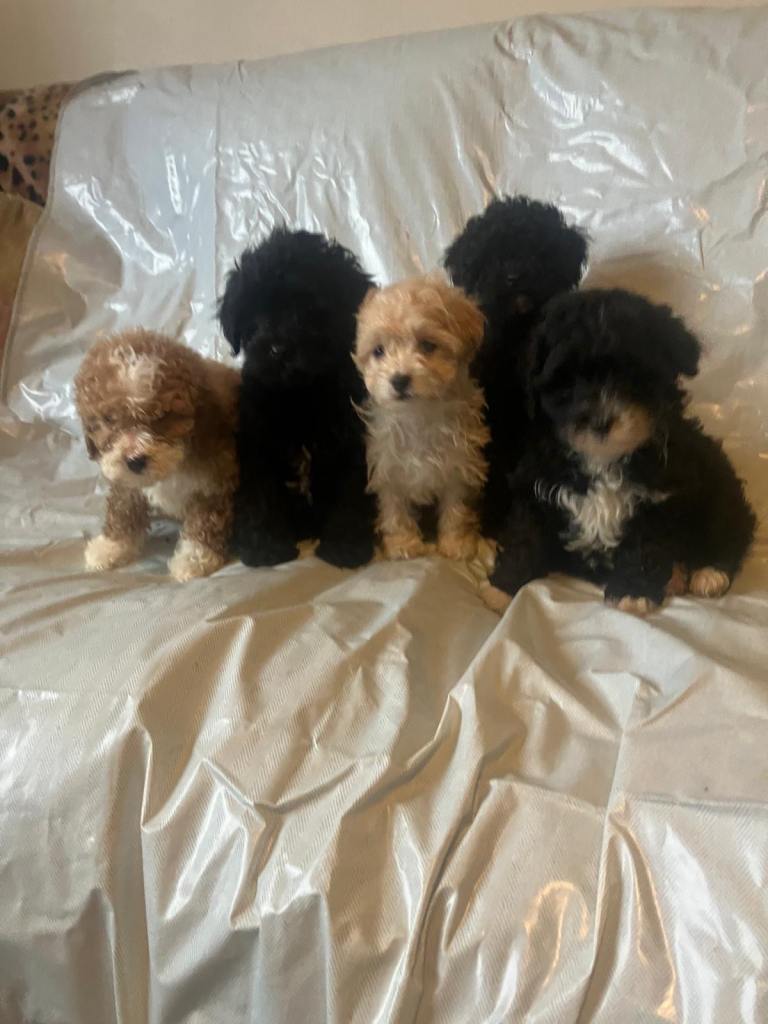 Cockapoo pups
