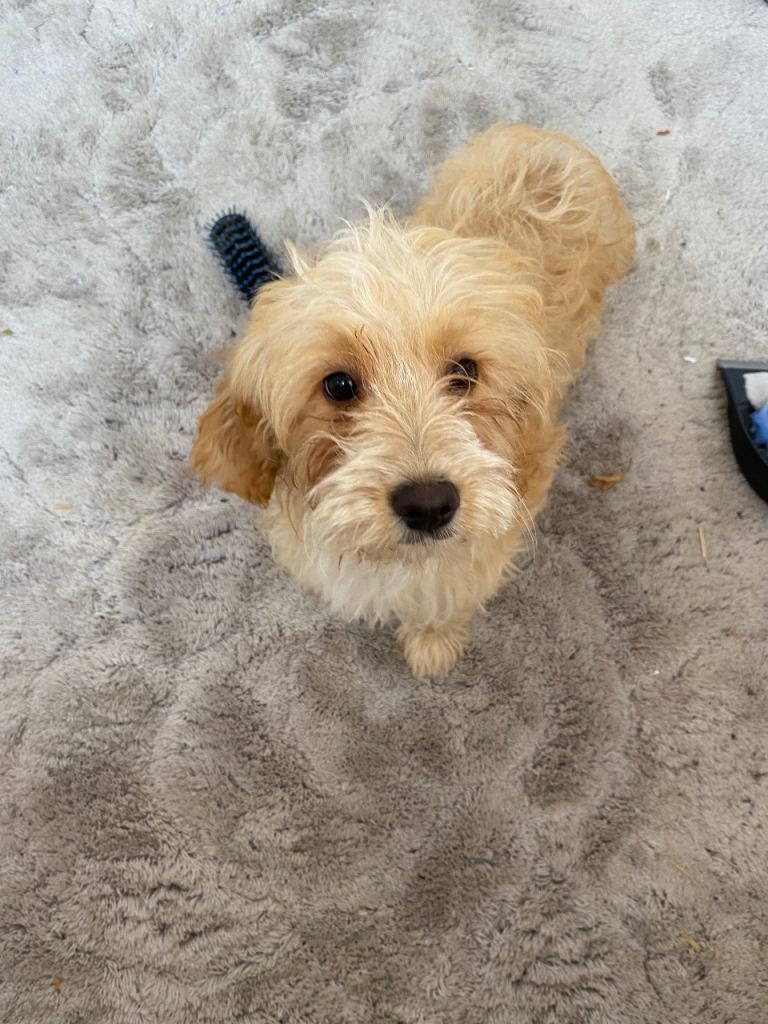Cockapoo puppies 