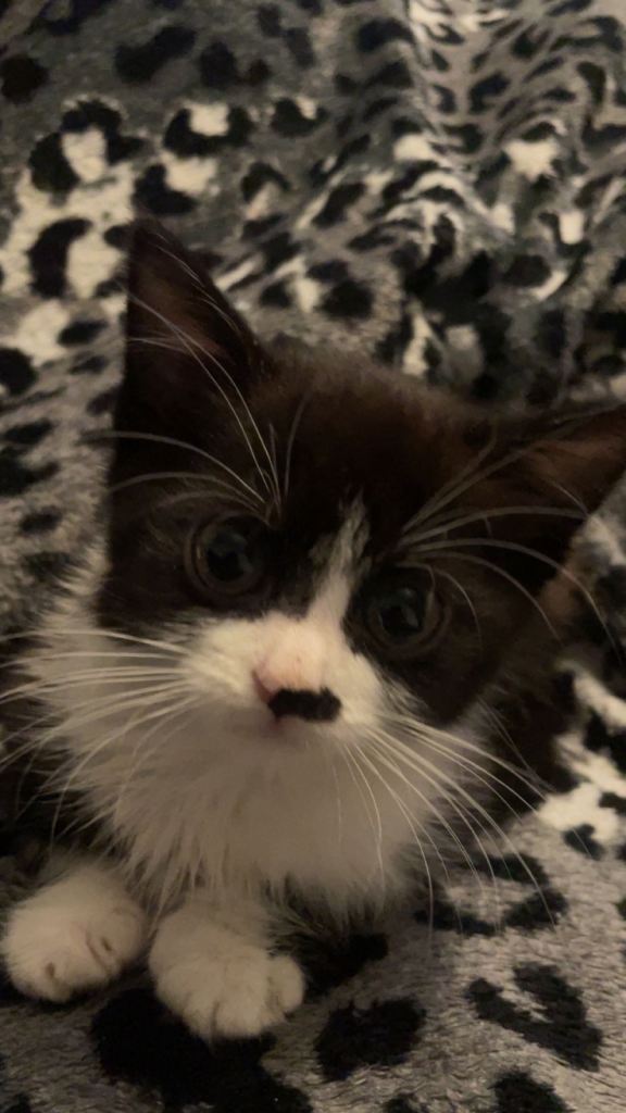 Adorable kitten for rehoming
