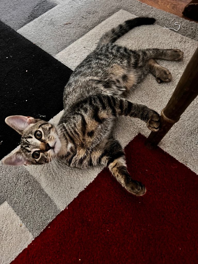 Tabby Kitten 3 month old