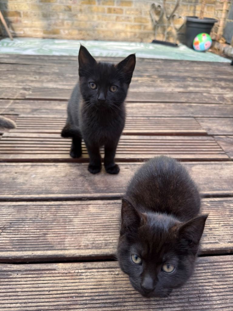 Kittens