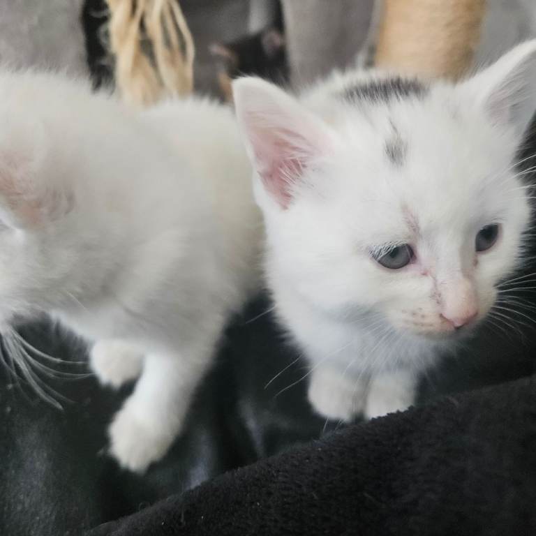 Adorable Kittens Ready for Loving Homes 🐾