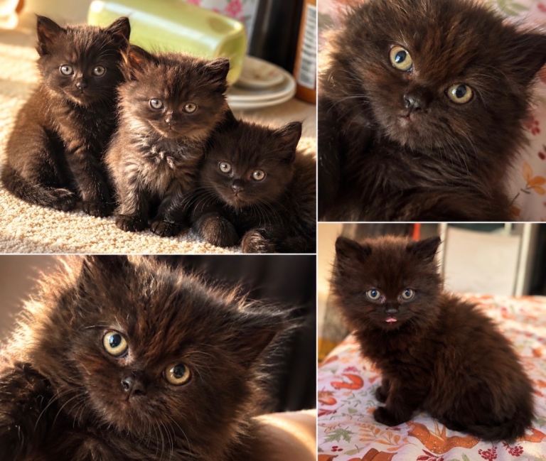 British short hair kittens   