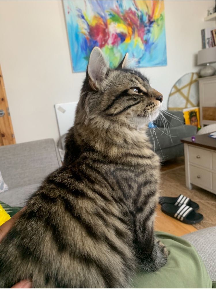Male cat