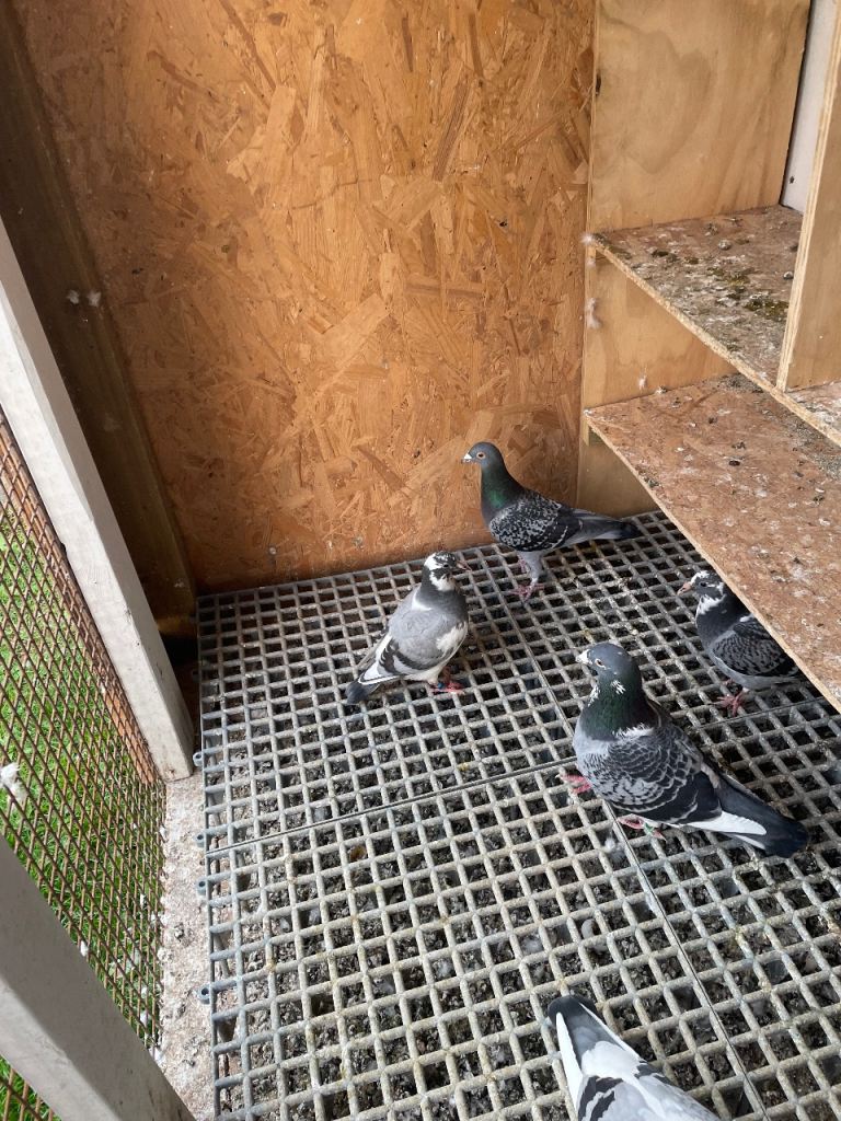 Racing pigeons for sale