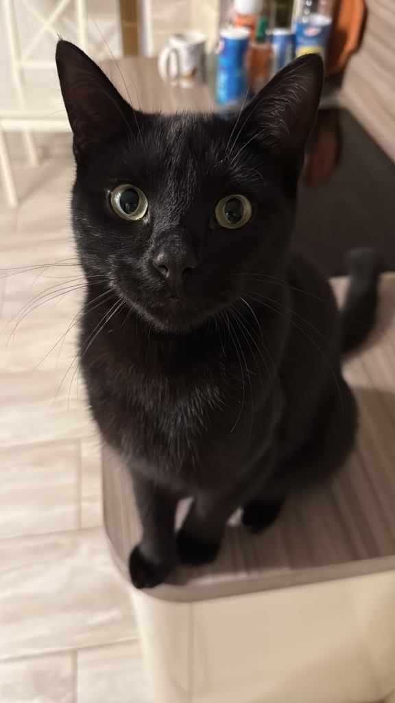 Cat 2 year old male neutured