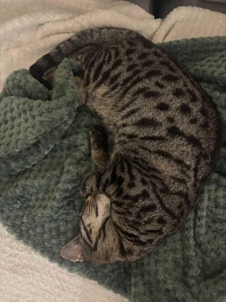 Bengal mixed breed kitten 