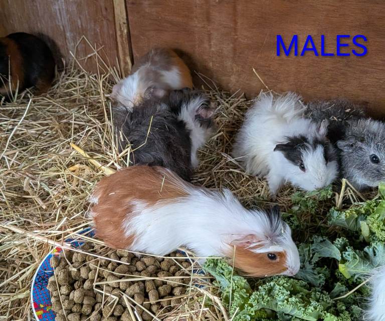 We currently have a lovely colourful selection of baby guinea pigs.